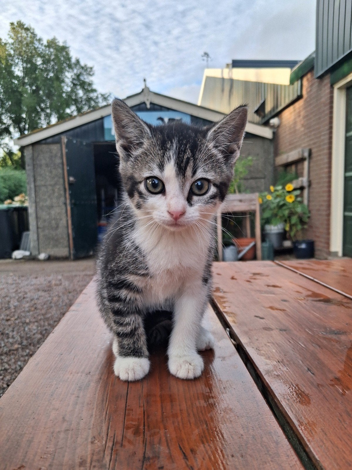 Lief ondernemend poesje cypers mag naar nieuw huisje, Poes, Kortharig, 0 tot 2 jaar