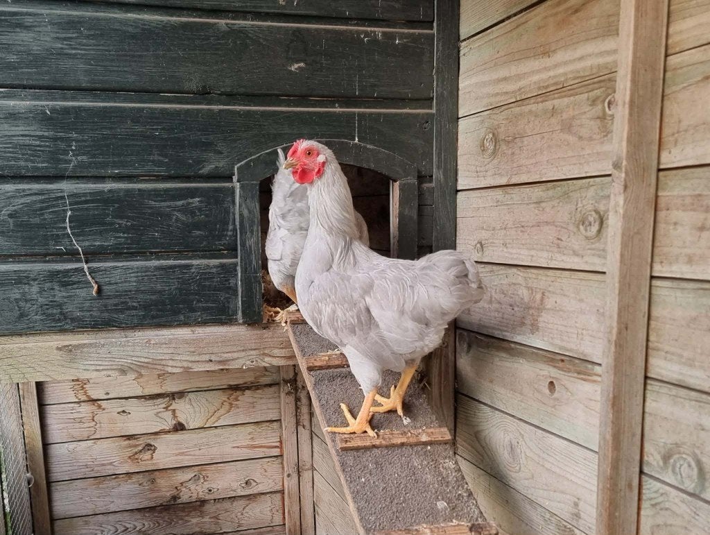 Jonge haan Wyandotte parelgrijs (kriel), Mannelijk, Kip