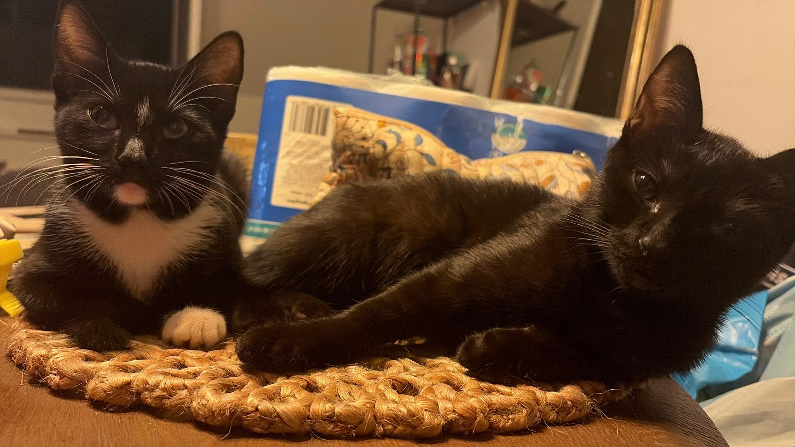 Lieve kittens te koop, Dieren en Toebehoren, Meerdere dieren