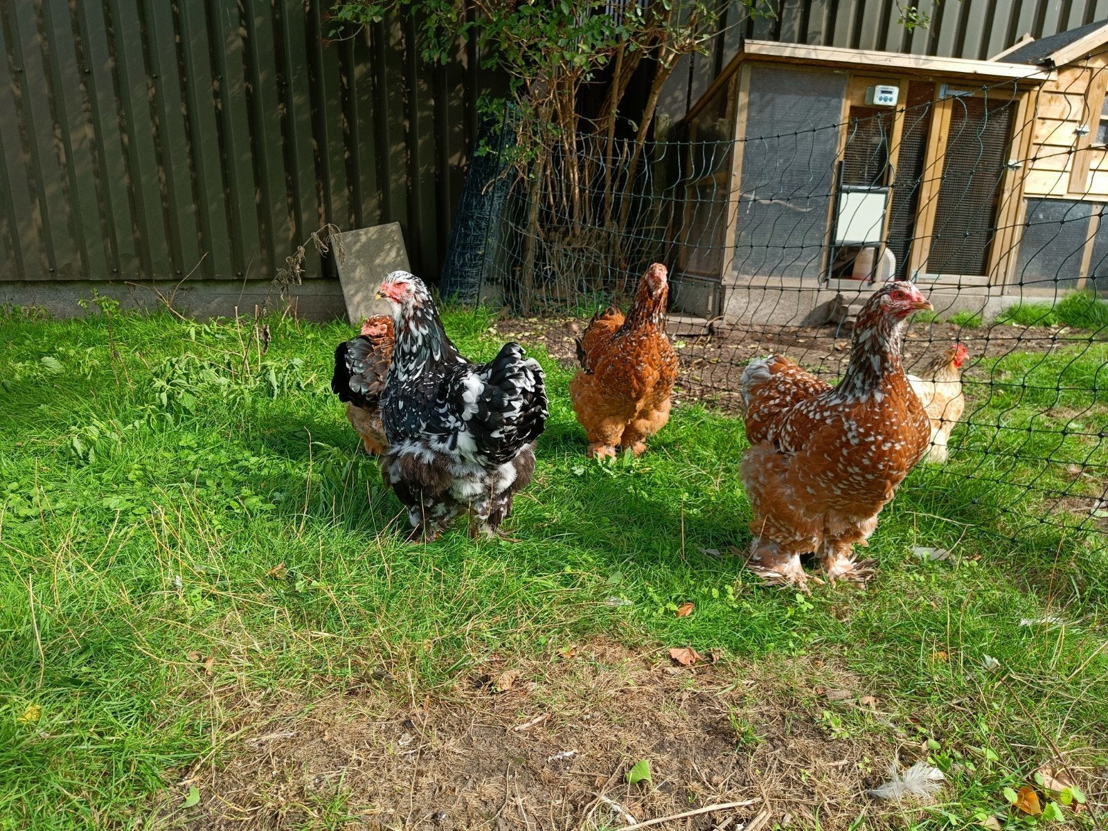 Brahma groothoender groep diverse kleuren, Dieren en Toebehoren, Meerdere dieren, Kip
