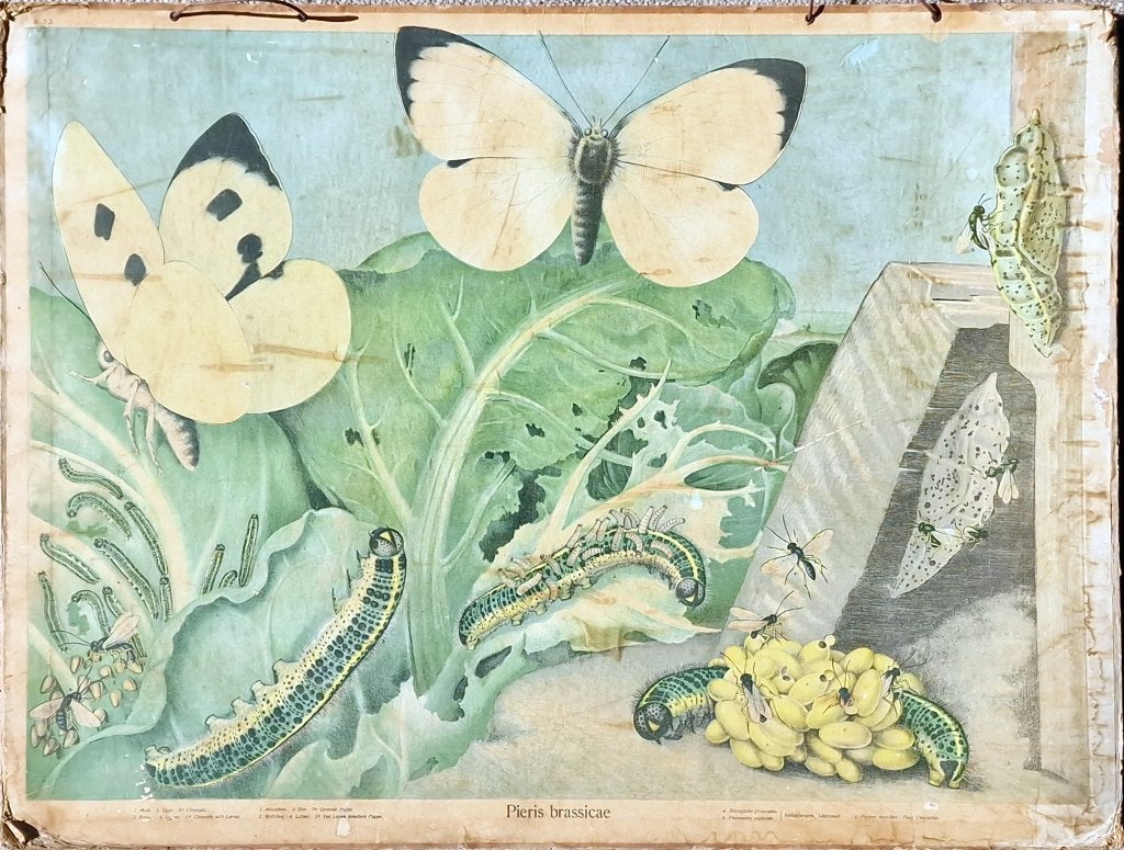 Kohlweissling / Emil Schmidt, Antiek en Kunst, Ophalen, Geschiedenis