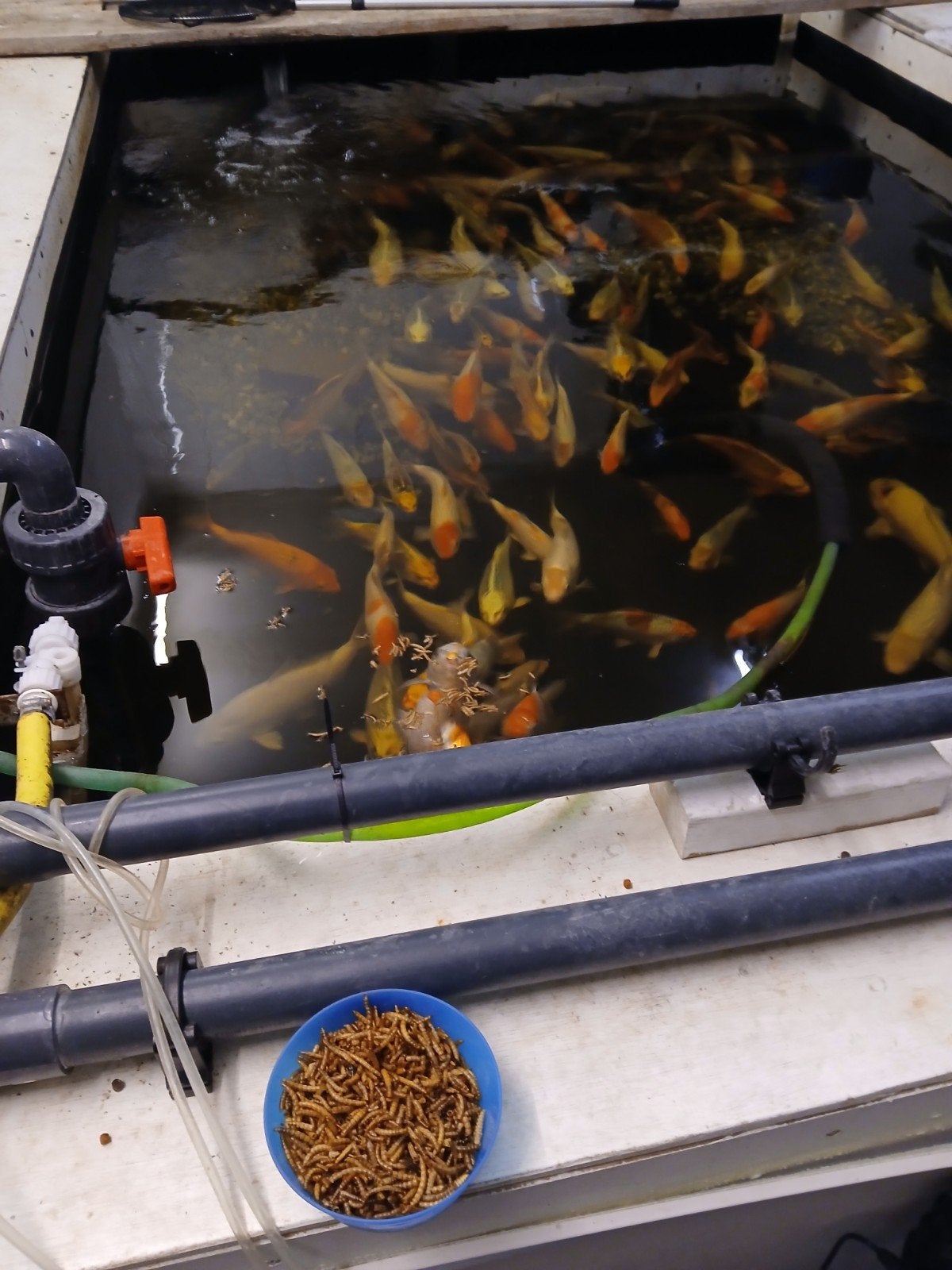 Koi karpers, Dieren en Toebehoren, Vissen | Vijvervissen, Karper of Koi