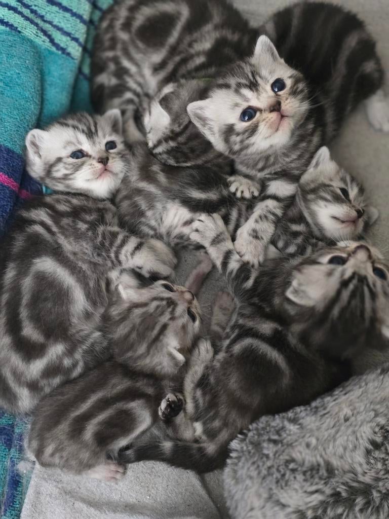 Prachtige Britse korthaar Black silver blotched kittens, Meerdere dieren, Met stamboom