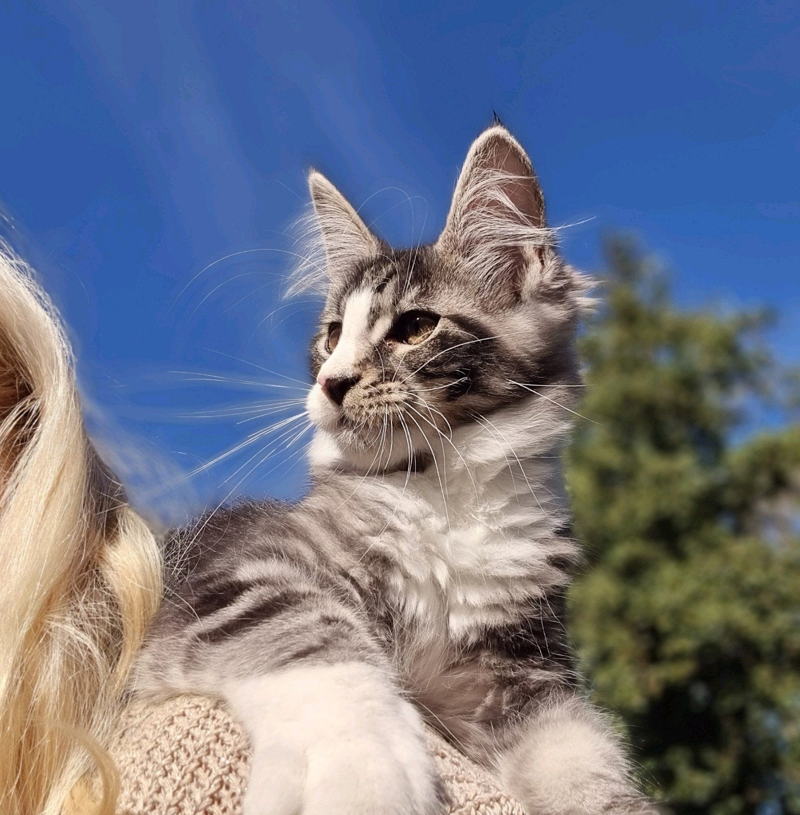 MAINE COON Kittens .  Katers en poesjes, Meerdere dieren, Gechipt
