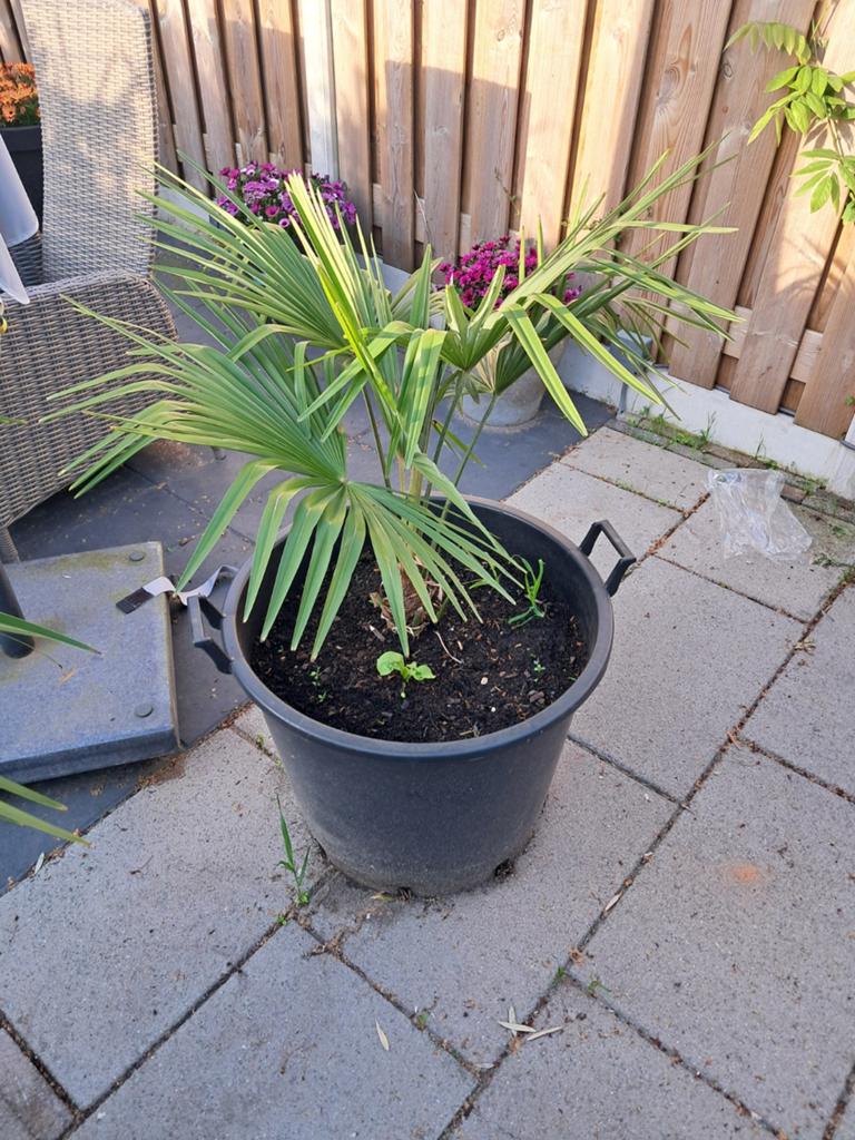 Trachycarpus Fortunei Palm - Winterharde Palmboom, Overige soorten, Volle zon, Vaste plant, Ophalen of Verzenden