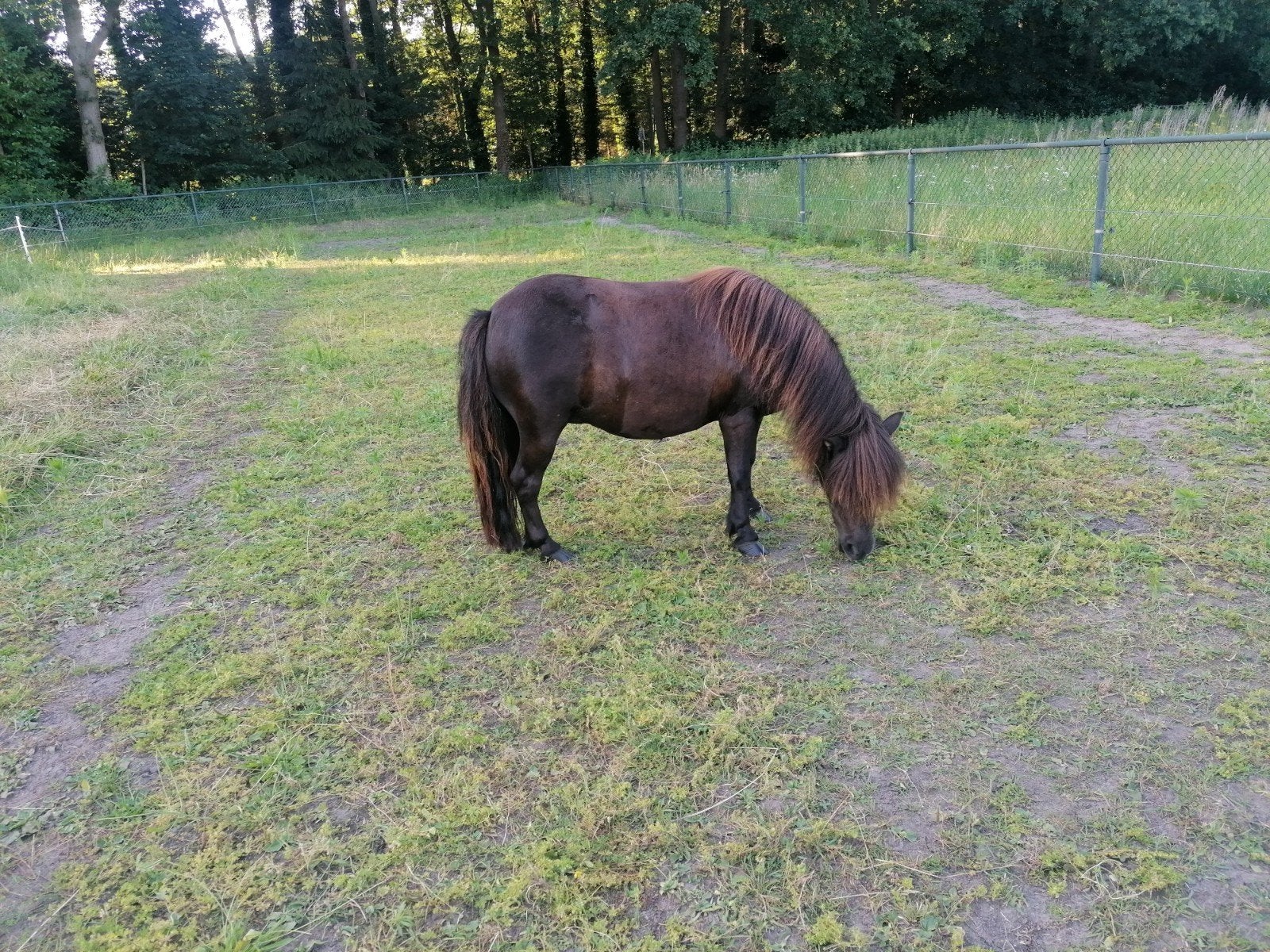 mini shetlander te koop, Merrie, A pony (tot 1.17m), Ontwormd, 3 tot 6 jaar