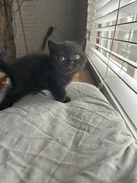3 prachtige britse korthaar kittens met stamboom, Meerdere dieren, Met stamboom, 0 tot 2 jaar
