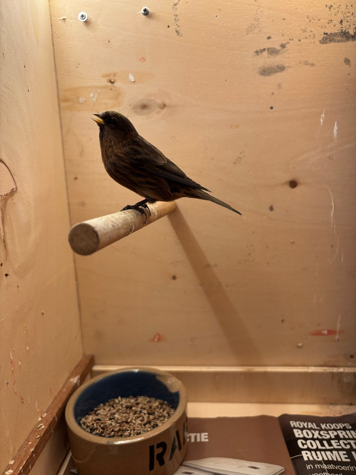 Spannetje barmsijzen, Wildzangvogel, Geringd