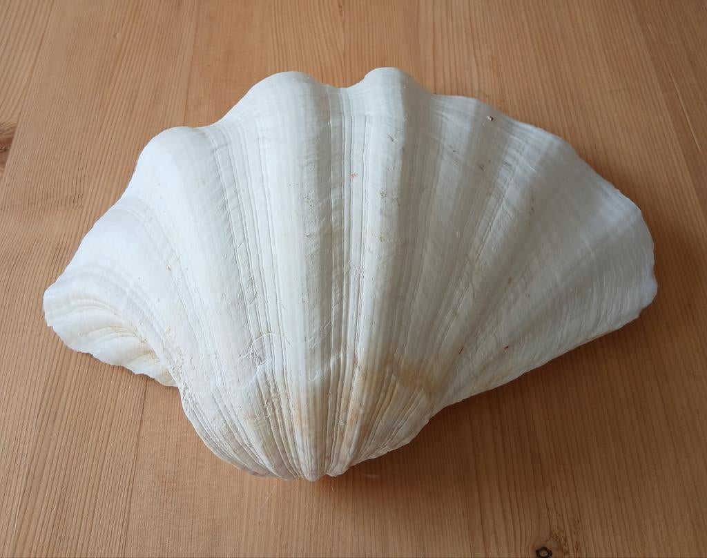 doopvontschelp 26 x 19 cm, Verzamelen, Ophalen of Verzenden, Schelp(en)