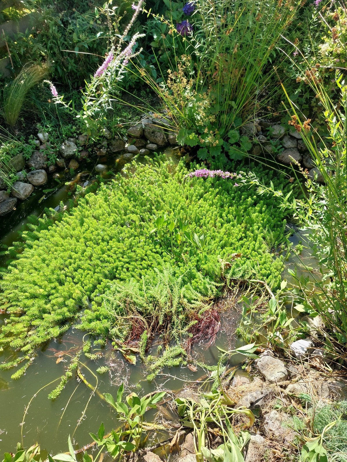 Zuurstofplant voor in de vijver (ruilen), Tuin en Terras, Vijvers, Ophalen, Zo goed als nieuw
