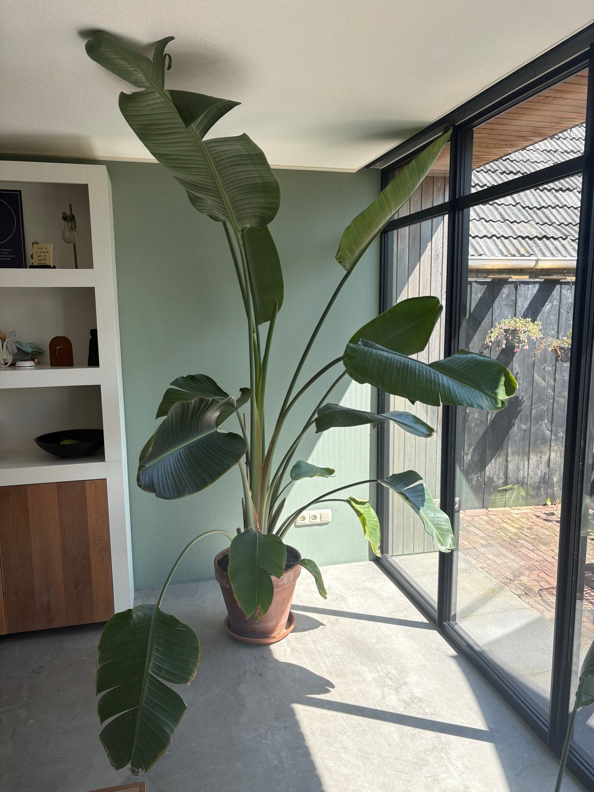 Strelitzia Nicolai - Paradijsvogelplant - €40(incl. pot €65), 200 cm of meer, Overige soorten, Ophalen of Verzenden, In pot