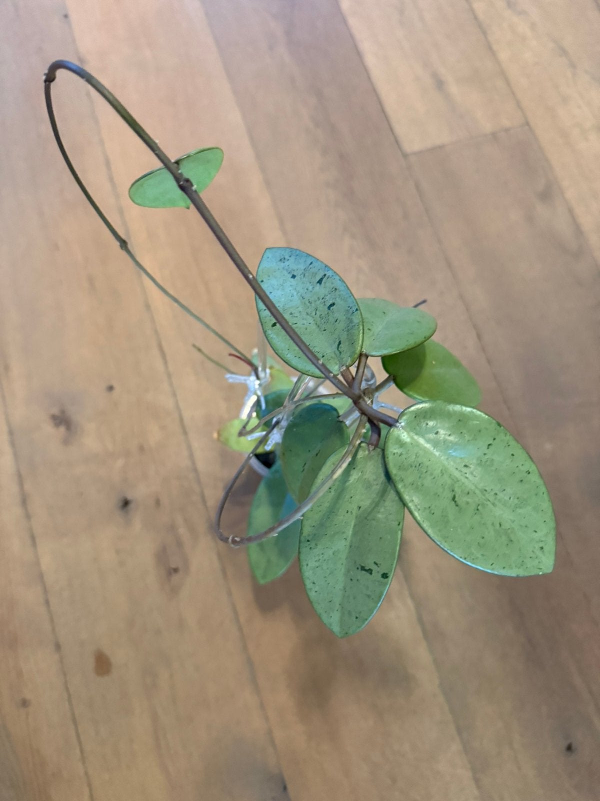 Hoya Silver Dollar, Ophalen of Verzenden, Halfschaduw, Minder dan 100 cm
