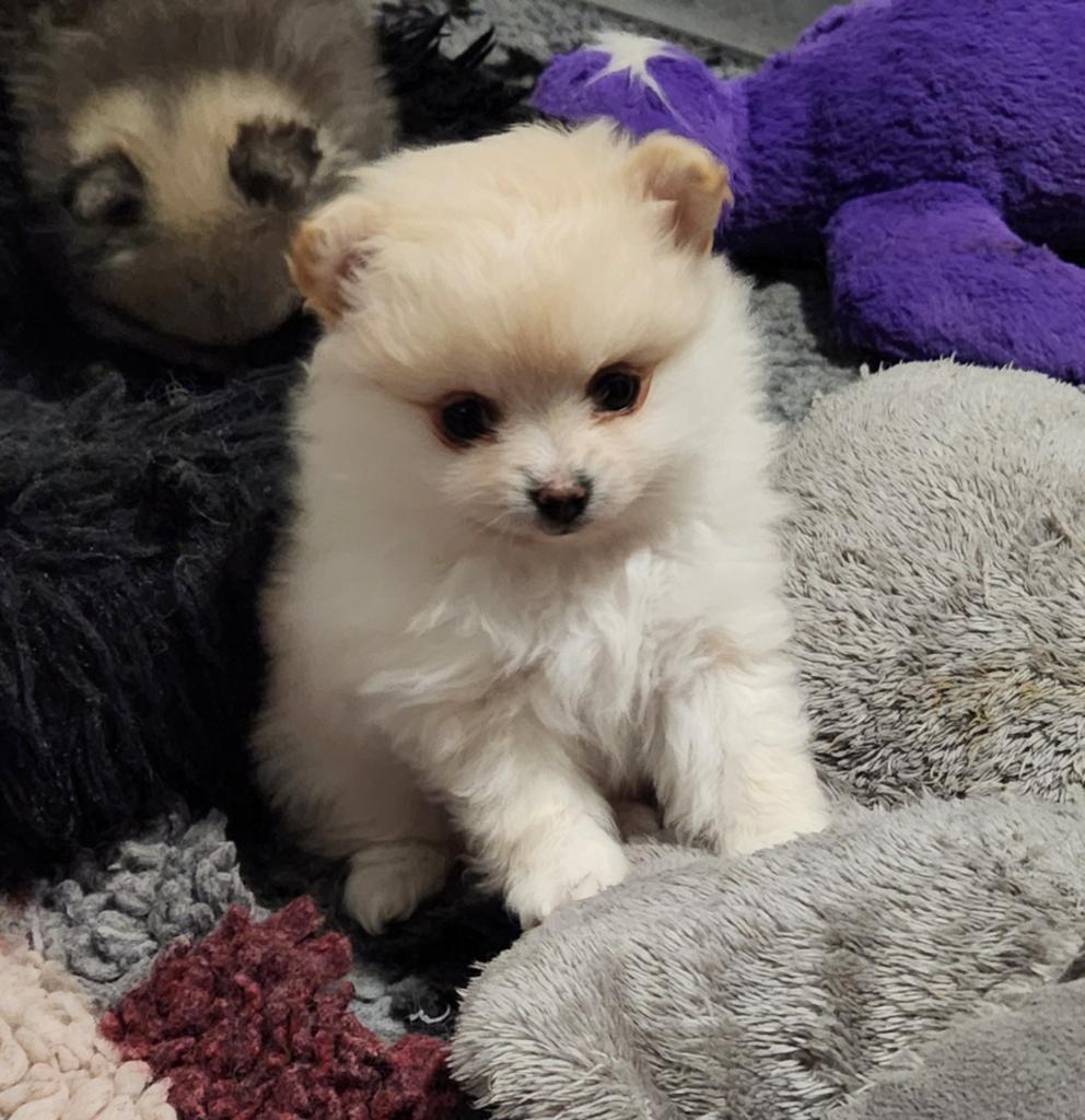 1 pomeranian teefje, Parvo, Keeshond, 8 tot 15 weken, Teef
