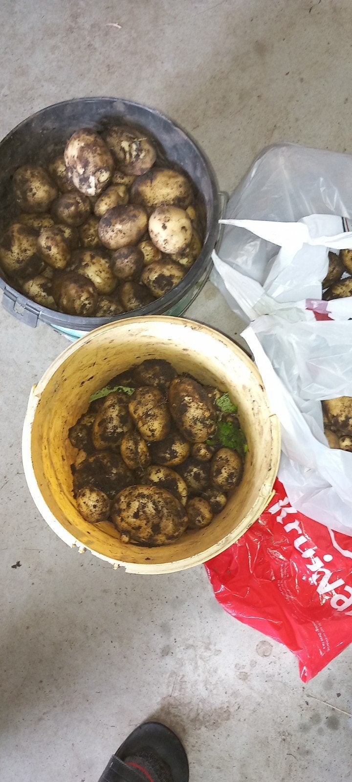 Nieuwe aardappelen. Frieslanders. 2 euro per kilo., Diversen, Levensmiddelen, Ophalen