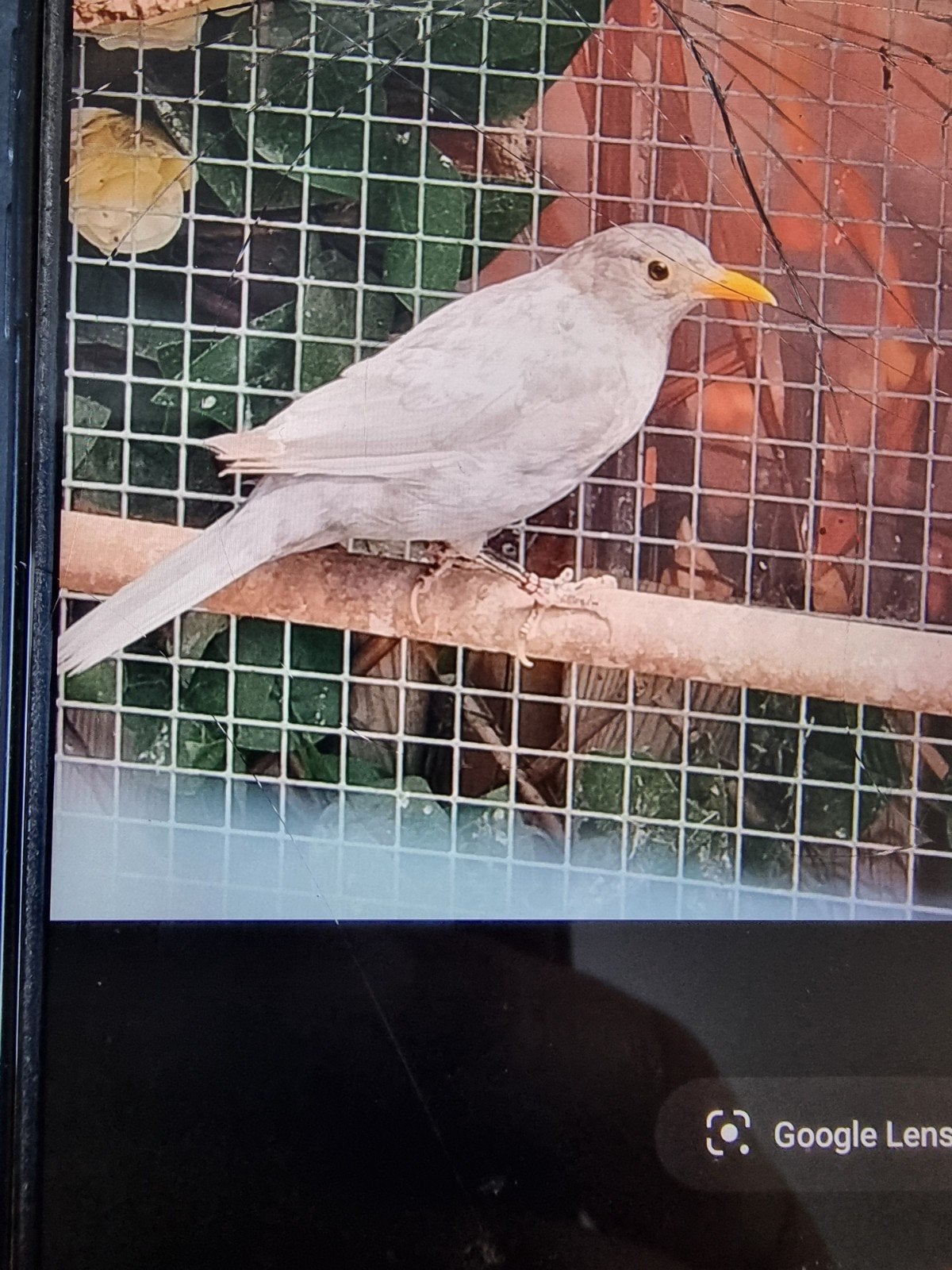 Te koop of te ruilen, Dieren en Toebehoren, Meerdere dieren, Wildzangvogel