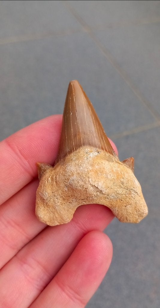 Mooie Otodus Obliquus haaientand 5,6 cm fossiel, Verzamelen, Mineralen en Fossielen, Ophalen of Verzenden, Fossiel