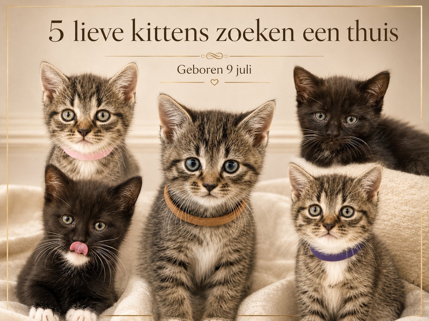 Prachtige sociale kittens – Brits/Ragdoll achtergrond, Dieren en Toebehoren, Meerdere dieren, Kortharig, 0 tot 2 jaar