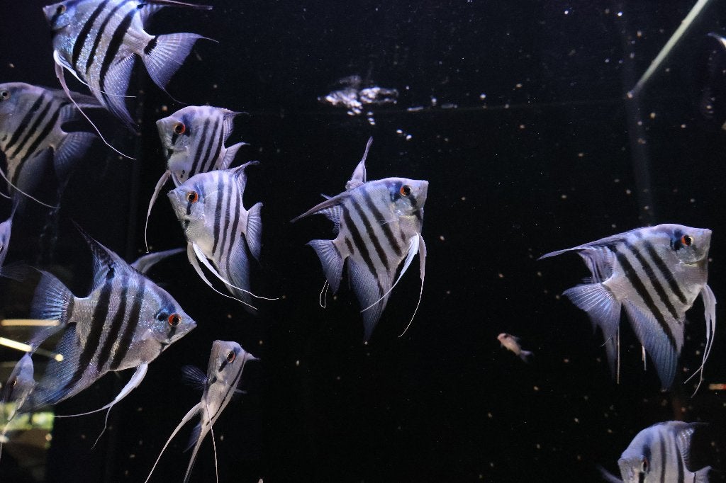 Blauwe Maanvis (Pterophyllum scalare), Dieren en Toebehoren, Vis, Zoetwatervis