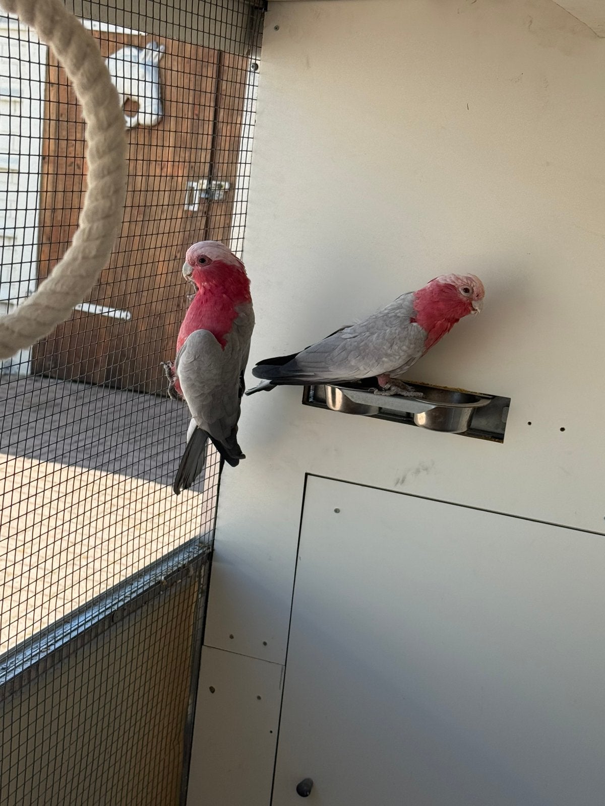 Rose kakatoe koppel, Meerdere dieren, Papegaai, Geringd
