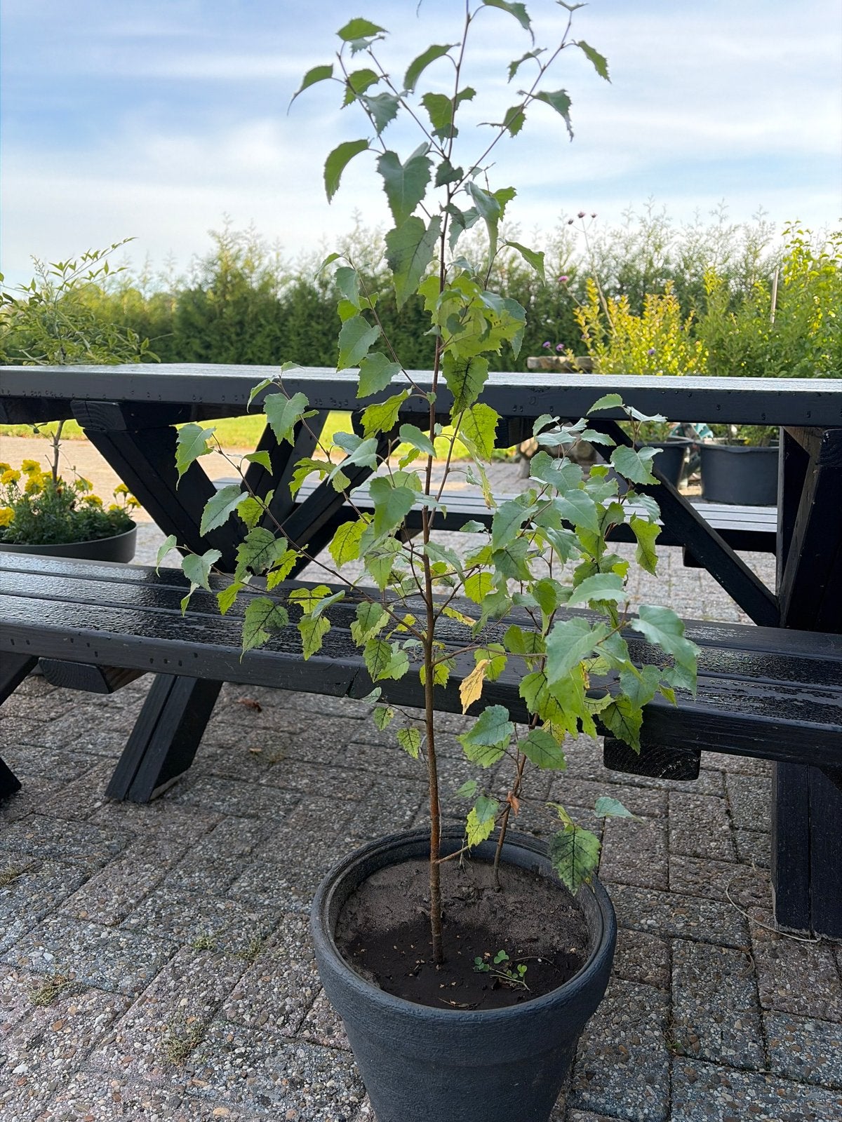 Jonge boom in pot - Perfect voor tuin of terras, Bloeit niet, Overige soorten, 100 tot 250 cm, Ophalen