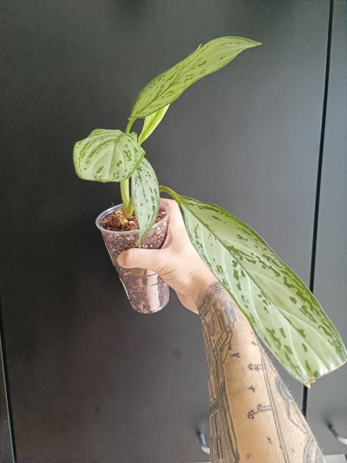 aglaonema silver queen, Ophalen of Verzenden, Halfschaduw, Minder dan 100 cm