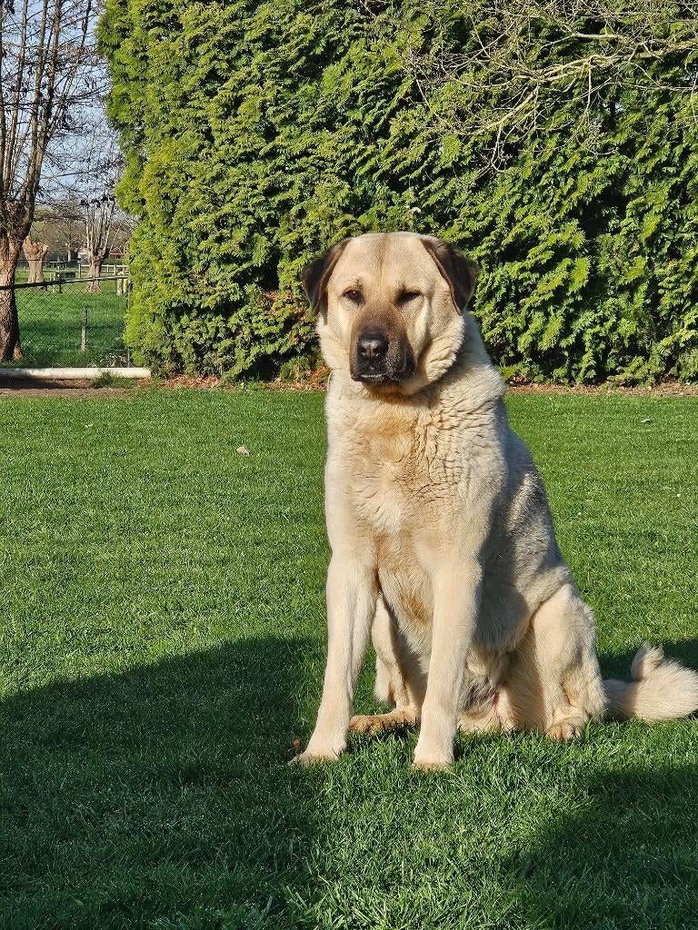 herdershond  kangal, Dieren en Toebehoren, Reu, Eén hond, 3 tot 5 jaar, Herder