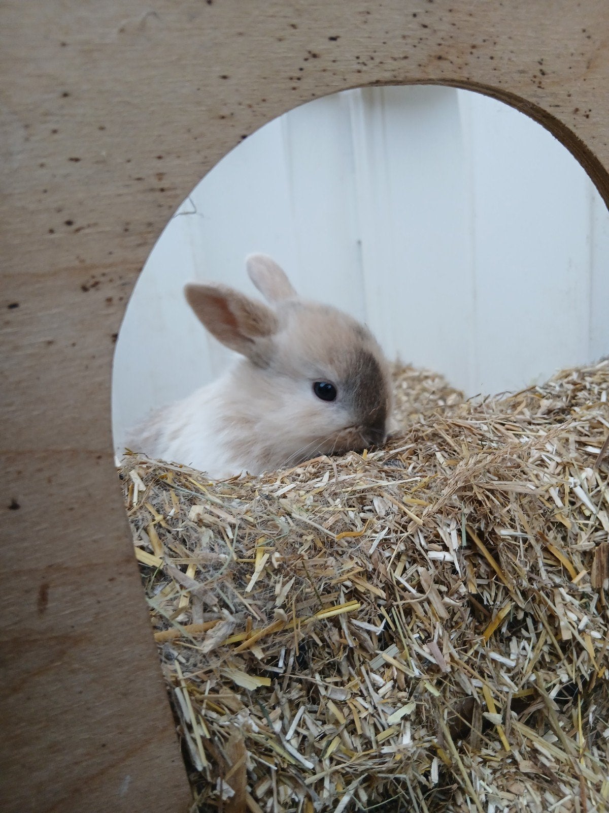 4 jonge konijntjes!, Dieren en Toebehoren, Vrouwelijk