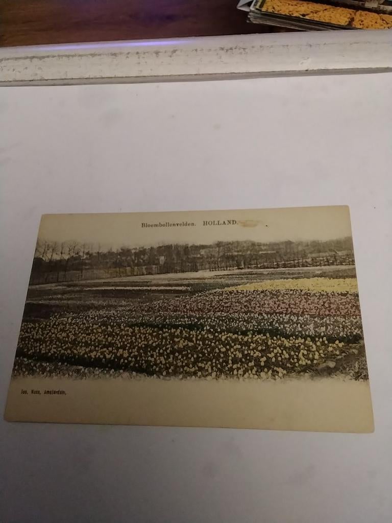 LISSE. BLOEMBOLLENVELDEN, Ophalen of Verzenden, Voor 1920, Zuid-Holland
