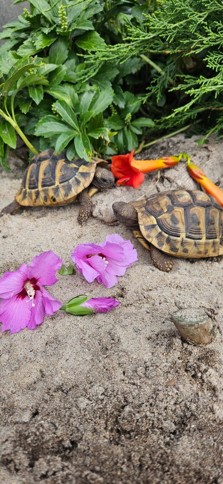Prachtige gechipte vrouw landschildpad uit 2016 Tortoise photo 6