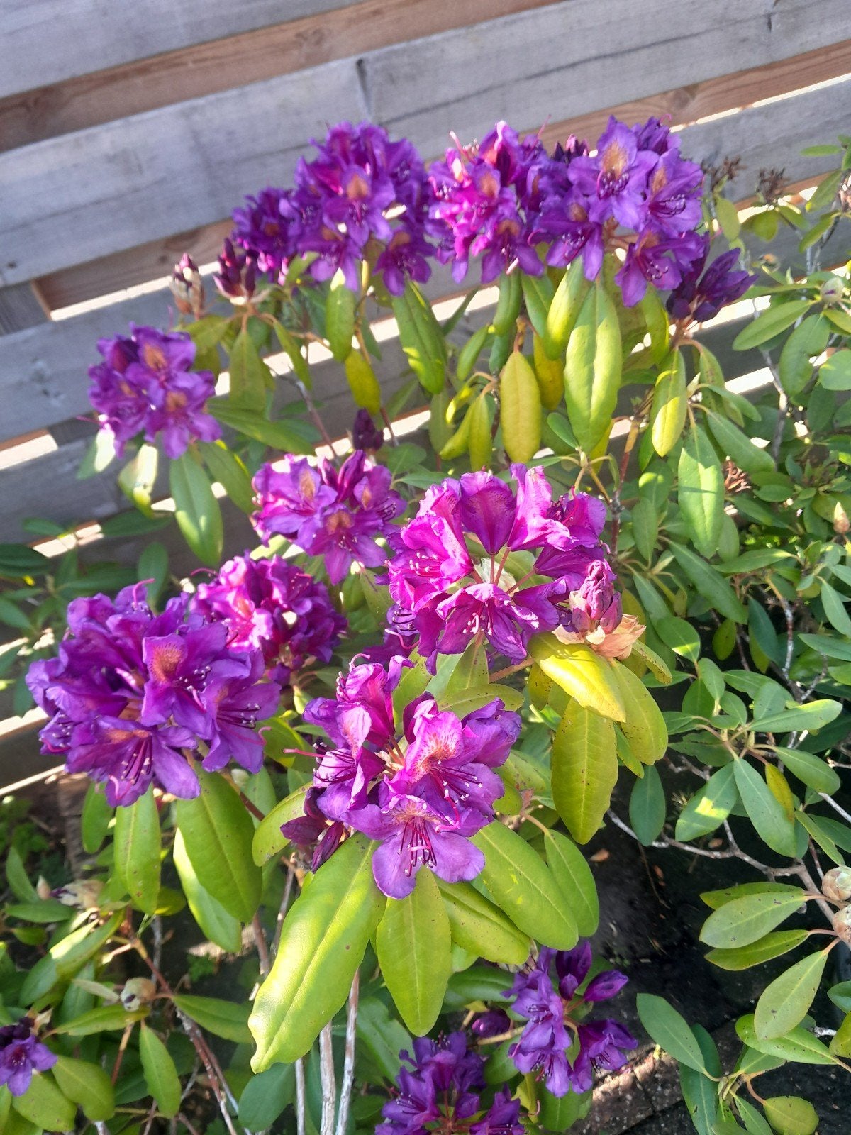 TE KOOP 4 RODODENDRONS IN POT, Ophalen of Verzenden, Volle zon, Knol