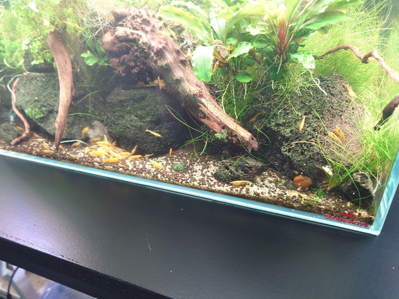 Gele siergarnalen +- 100 stuks, Kreeft, Krab of Garnaal, Zoetwatervis, Schoolvis