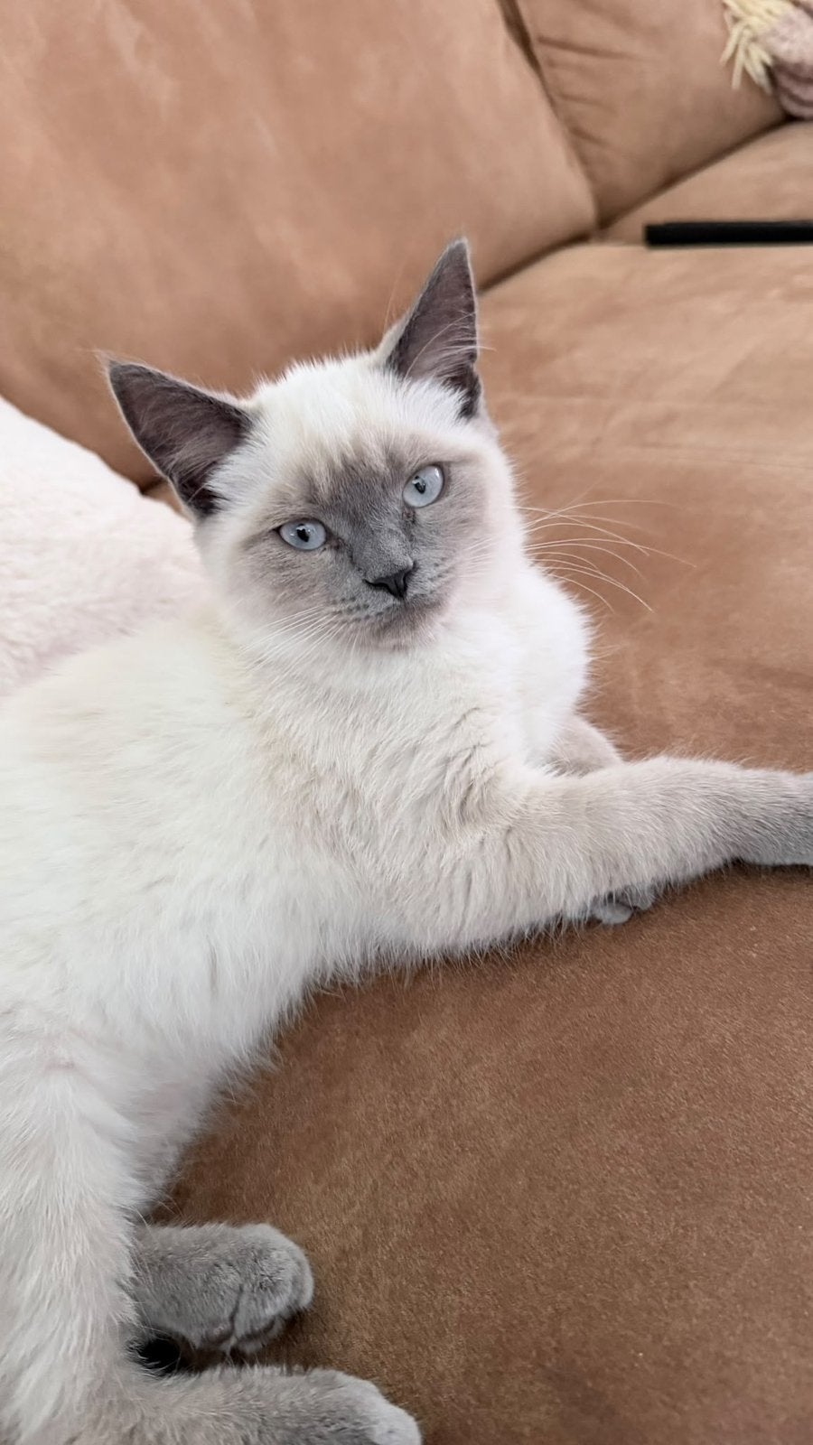 Maine Coon x Ragdoll kittens, Dieren en Toebehoren, Katten en Kittens | Raskatten | Langhaar, Meerdere dieren, Ontwormd, 0 tot 2 jaar
