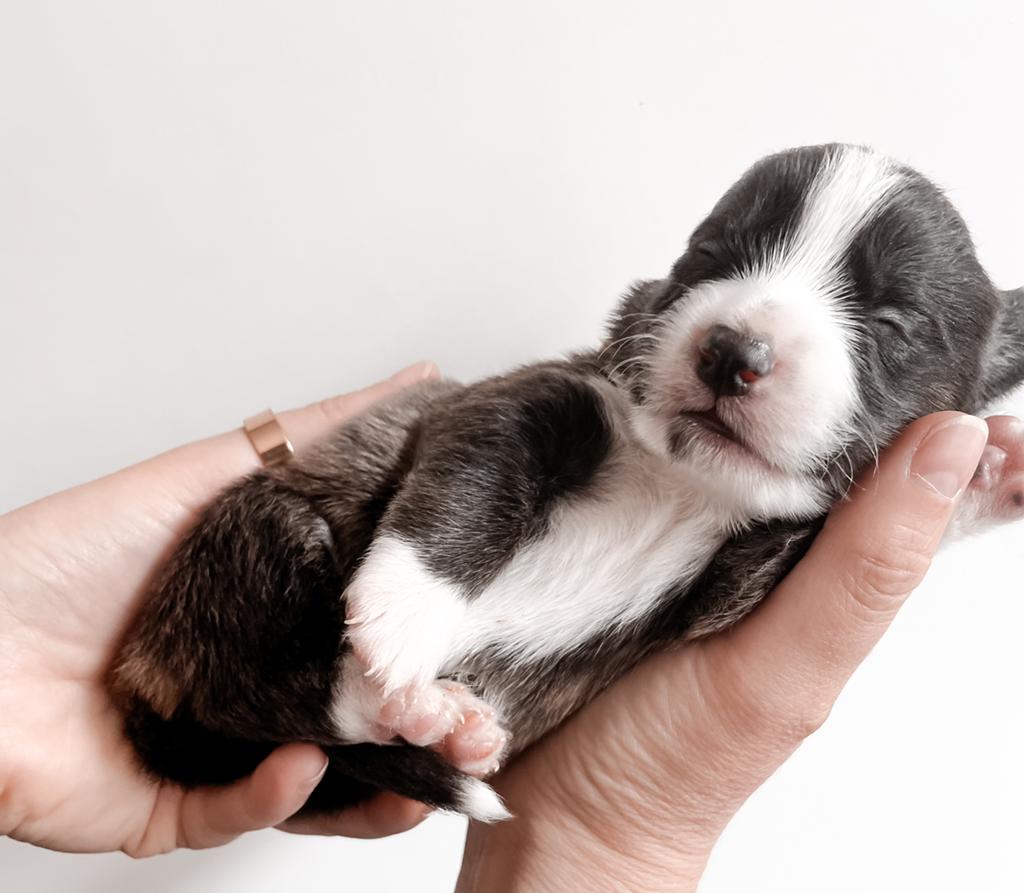 Welsh Corgi pup‘s, Dieren en Toebehoren, Honden | Herdershonden en Veedrijvers, Fokker | Hobbymatig, Overige rassen, 8 tot 15 weken