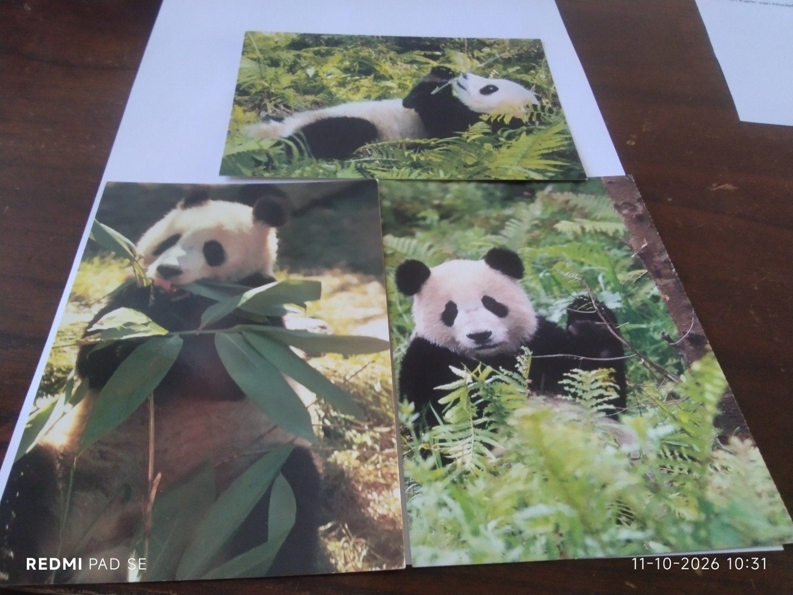 3 WWF Panda Ansichtkaarten - Ongelopen, Ophalen of Verzenden, 1980 tot heden, Ongelopen, Wild dier