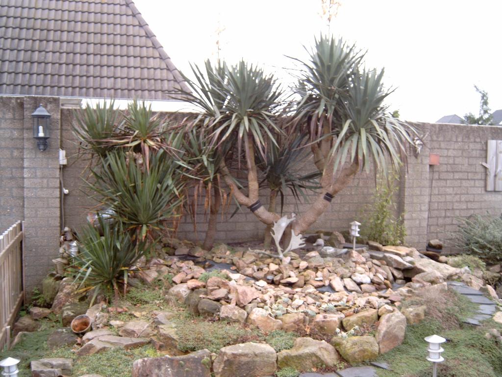 Yucca, Ophalen, Overige soorten, Volle zon