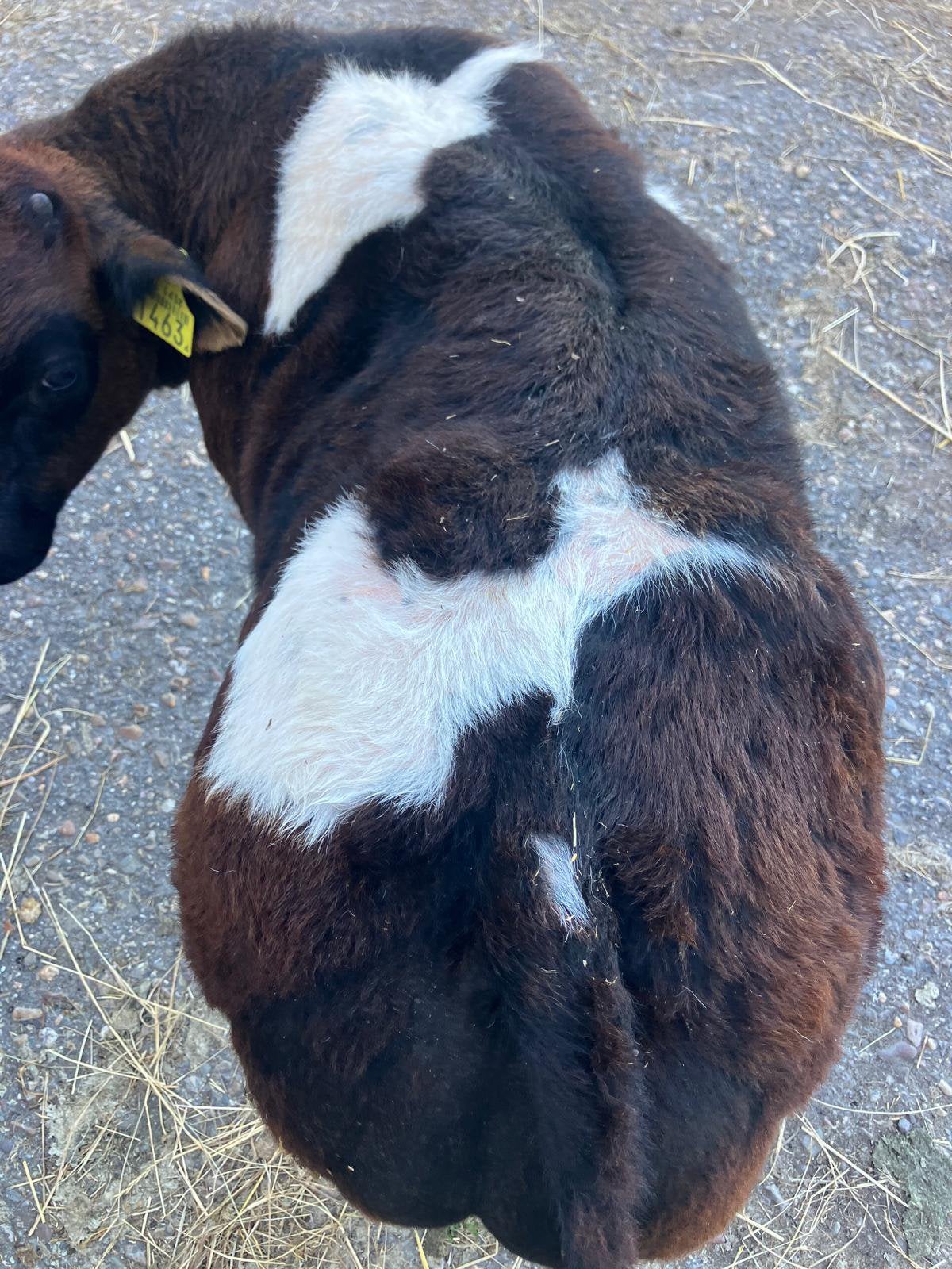 Stier kalf dikbil, Dieren en Toebehoren, Mannelijk