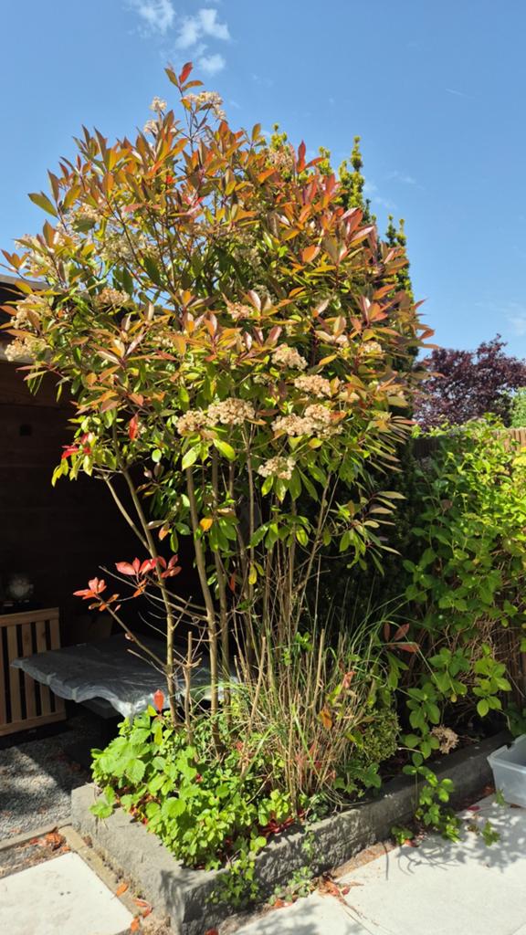 Red Robin boom, Tuin en Terras, Planten | Bomen, Halfschaduw, Lente, 100 tot 250 cm, Overige soorten