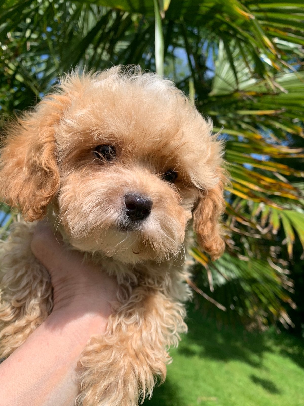 Schitterende Mini Maltipoo pups, Parvo, Overige rassen, 8 tot 15 weken, Meerdere
