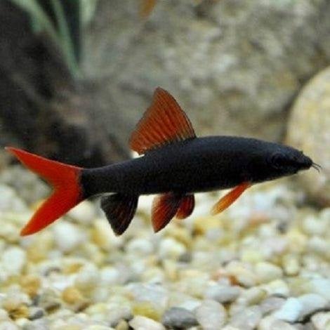 Labeo Bicolor, Dieren en Toebehoren, Vis, Zoetwatervis, Schoolvis