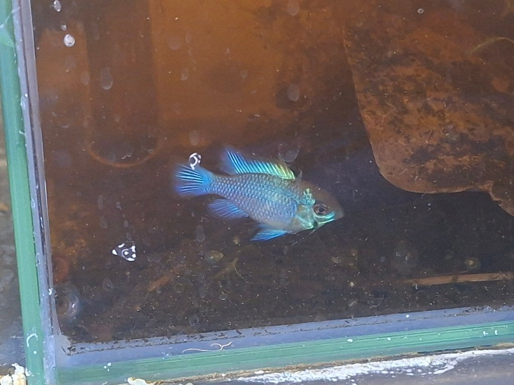 Electric blue Ramirezi, Dieren en Toebehoren, Vis, Zoetwatervis