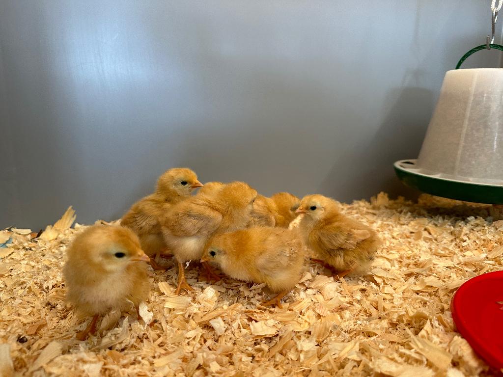 Jonge tamme kriel New Hampshire kuikens gesekst en ingeënt, Dieren en Toebehoren, Pluimvee, Vrouwelijk, Kip