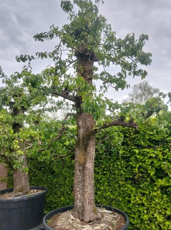 Doyenné du Comice peer, Ophalen, Volle zon, 250 tot 400 cm, Zomer