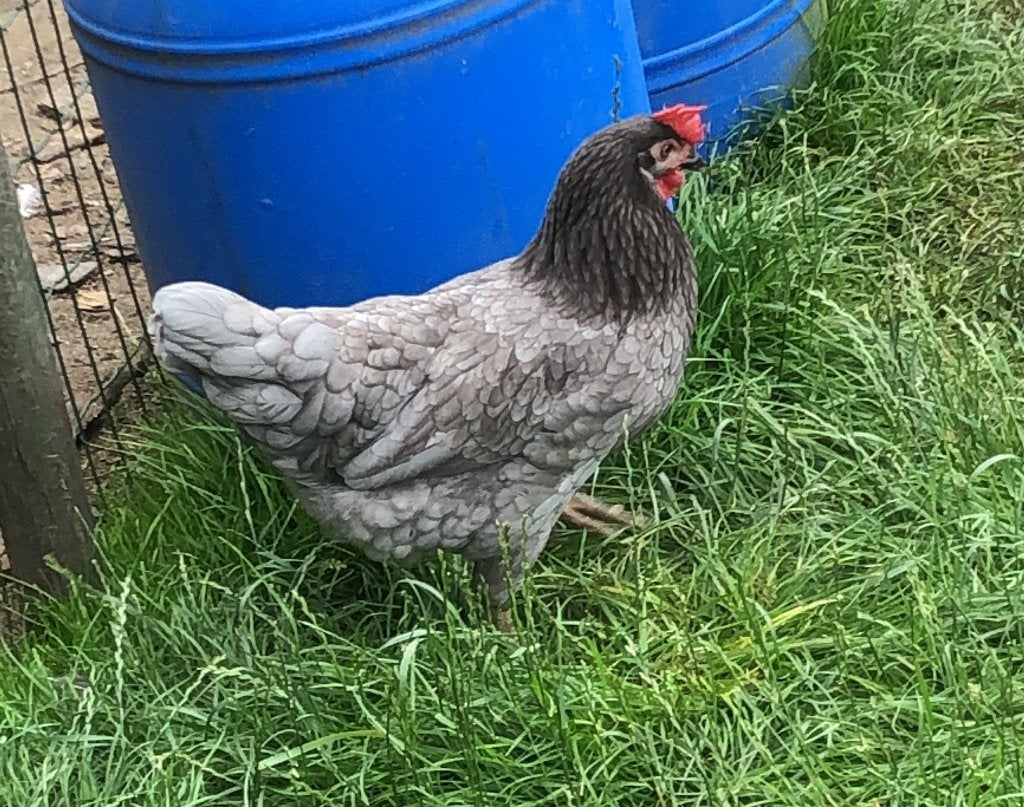 Araucana met staart kippen mint groene eieren, Meerdere dieren, Kip
