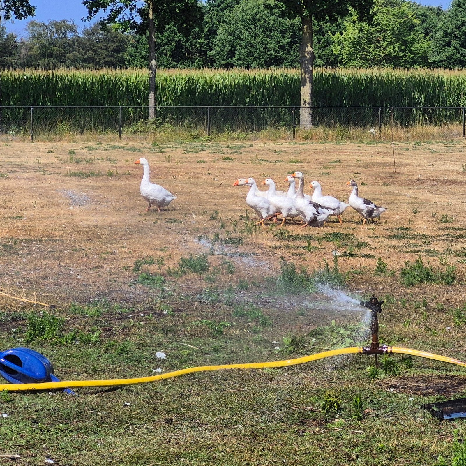 ganzen  8 stuks, Meerdere dieren, Gans of Zwaan