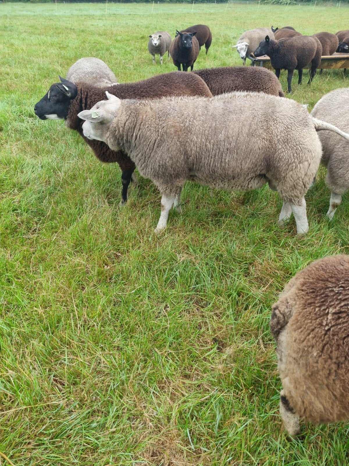 Stamboek Texelaar Dekram, Mannelijk, Schaap