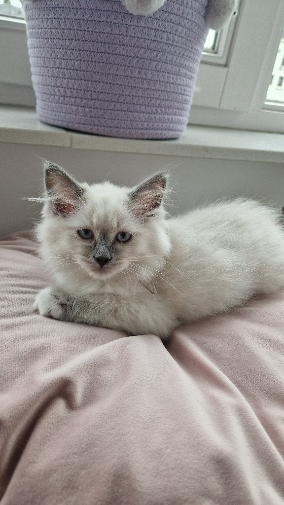 Super lieve Ragdoll Siamees kittens - poesje, Dieren en Toebehoren, Katten en Kittens | Raskatten | Langhaar, Poes, Ontwormd, 0 tot 2 jaar
