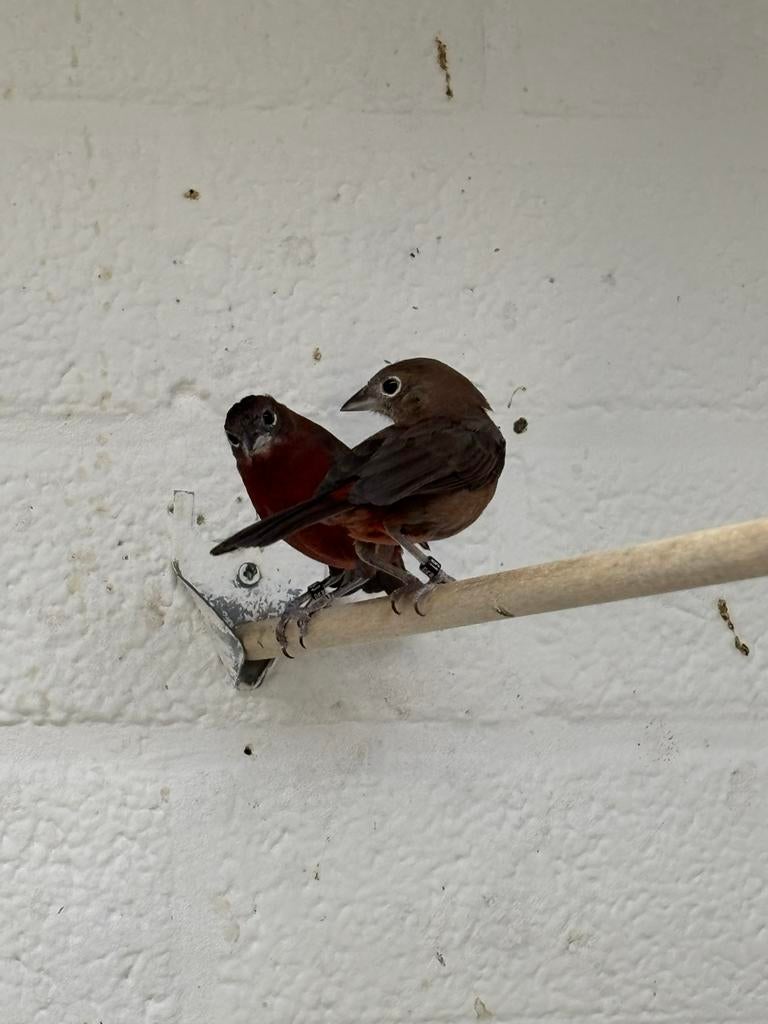Koppel rode kroonvinken, Dieren en Toebehoren, Vogels | Overige Vogels, Meerdere dieren, Geringd