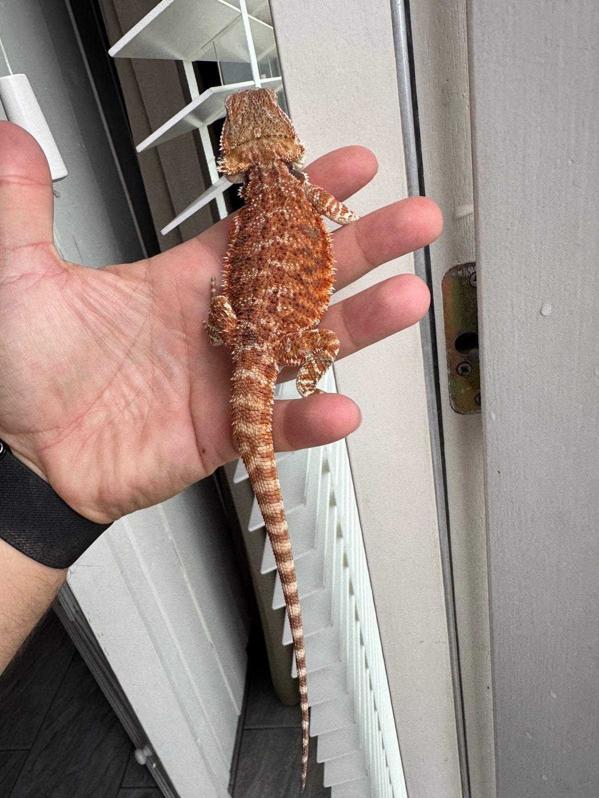 Jonge baardagaam man Bearded Dragon - male for sale from De Hobbykweker
