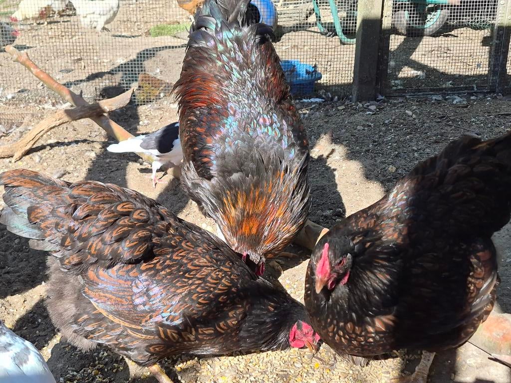 Broedeieren Barnevelder, Dieren en Toebehoren, Pluimvee, Geslacht onbekend, Kip