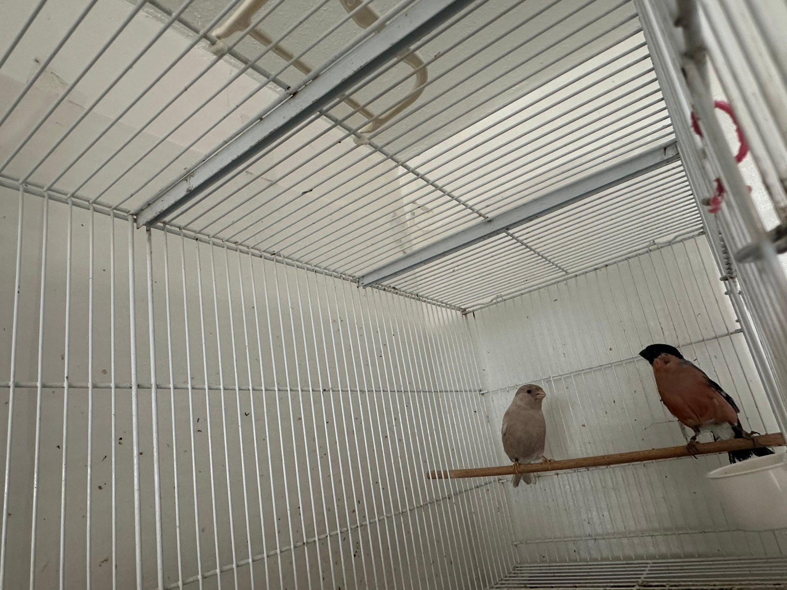Goudvinken, Dieren en Toebehoren, Vogels | Overige Vogels, Meerdere dieren, Geringd